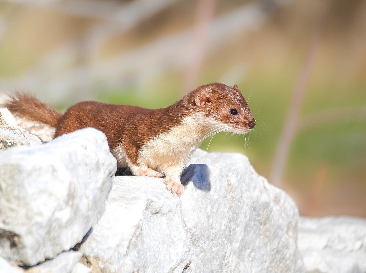 Least Weasel