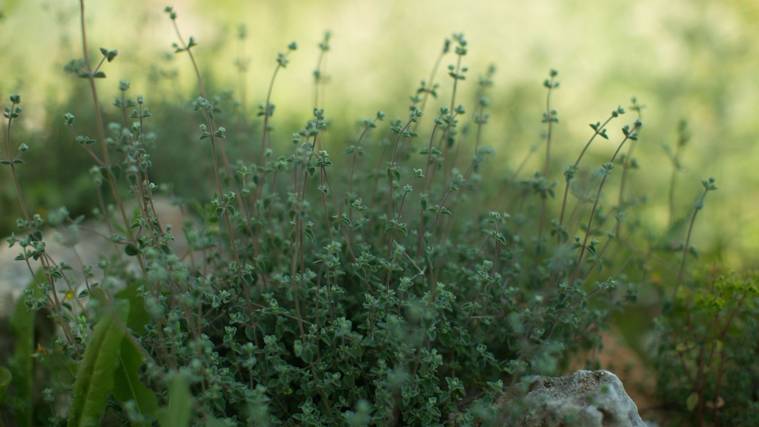 Oregano