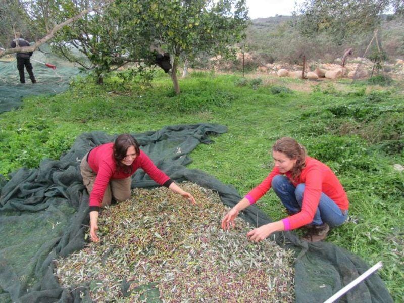 Vamos Village: Experience olive harvesting the traditional way in Vamos!