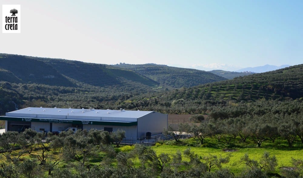 Terra Creta: Basic Olive Oil Tasting PRO seminar