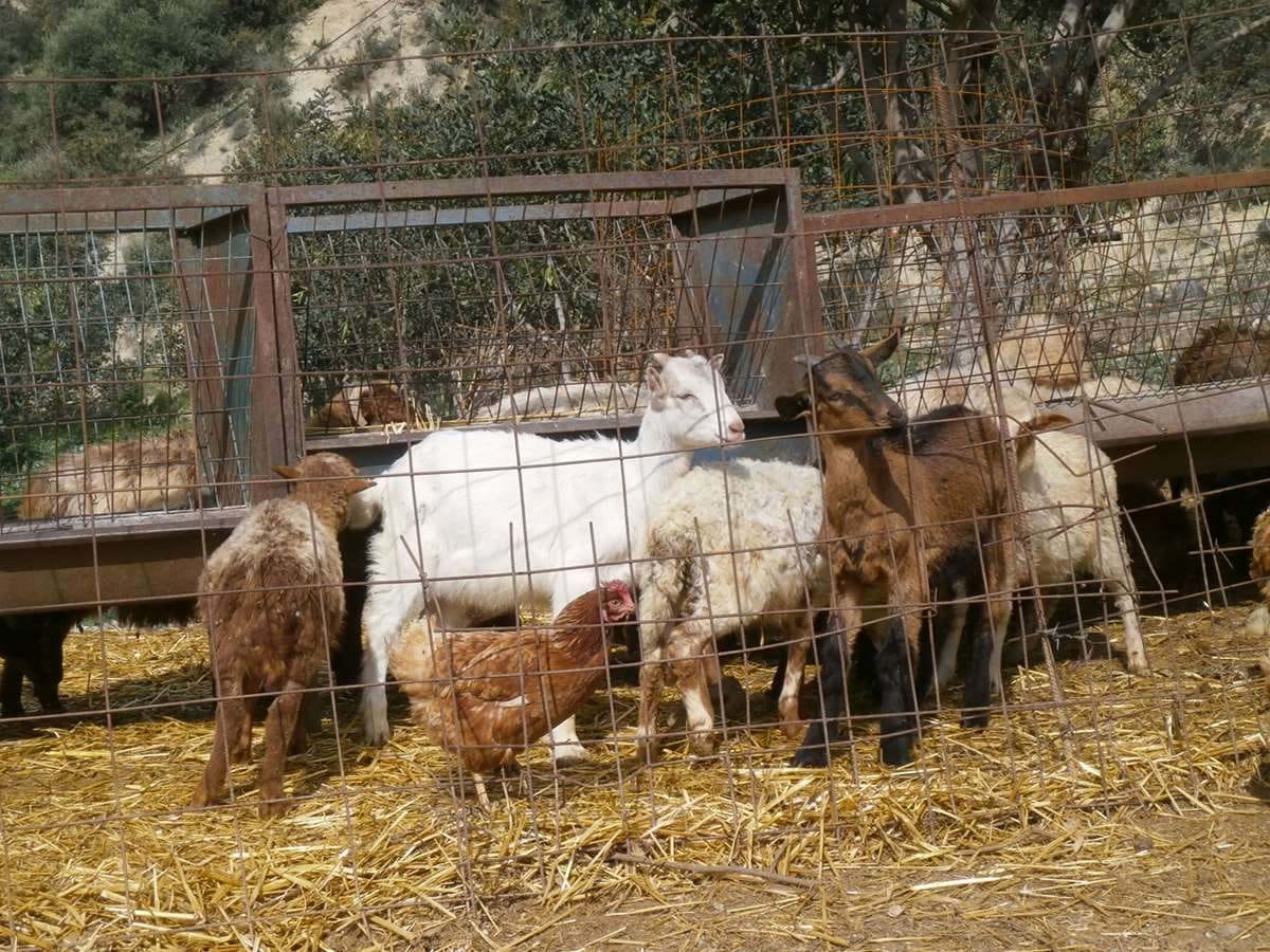 Veggera: Become a farmer for a day in Zaros