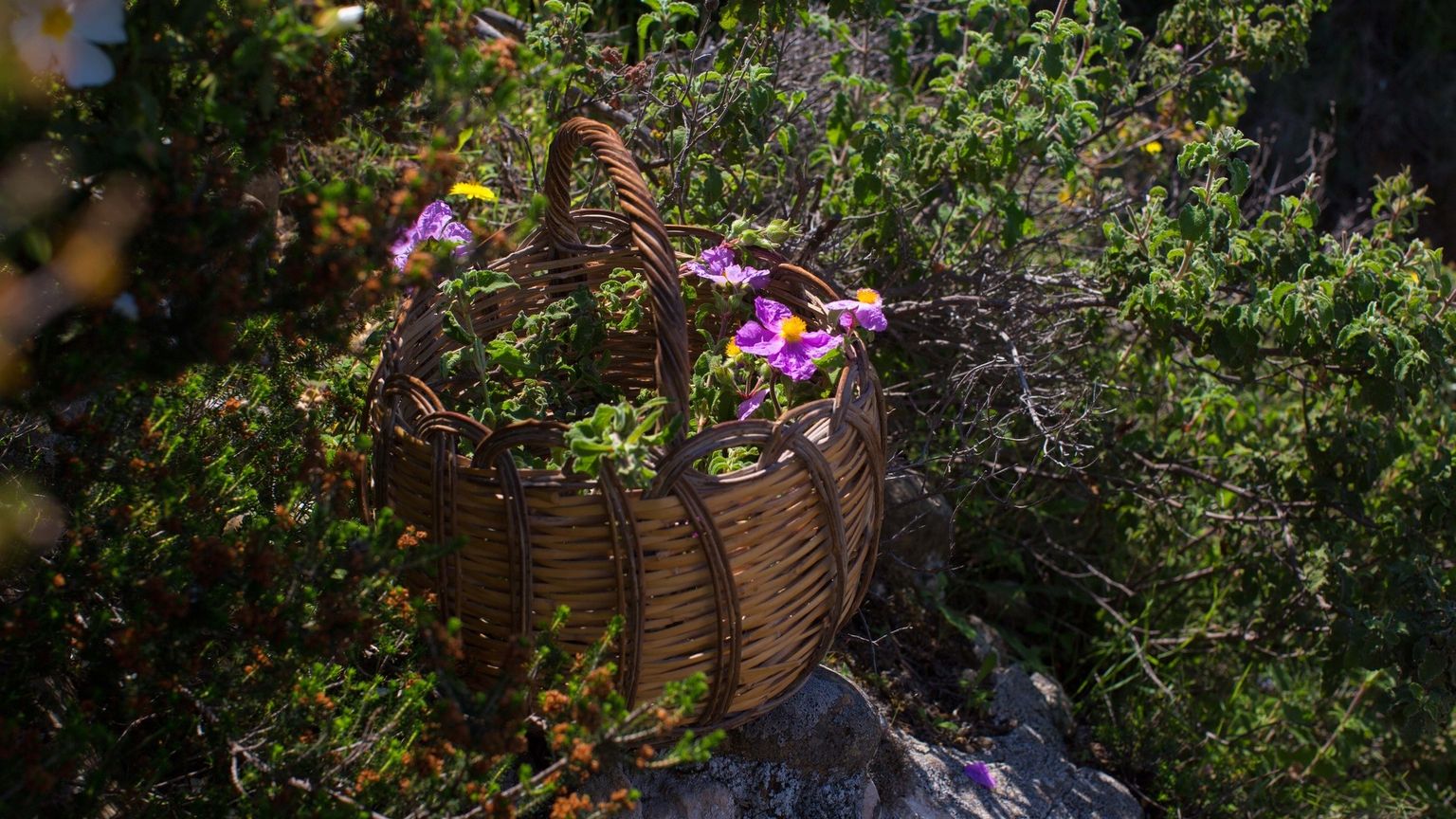 The flora of Crete