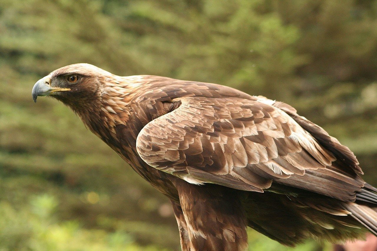 Golden Eagle (Aquila Chrysaetos)