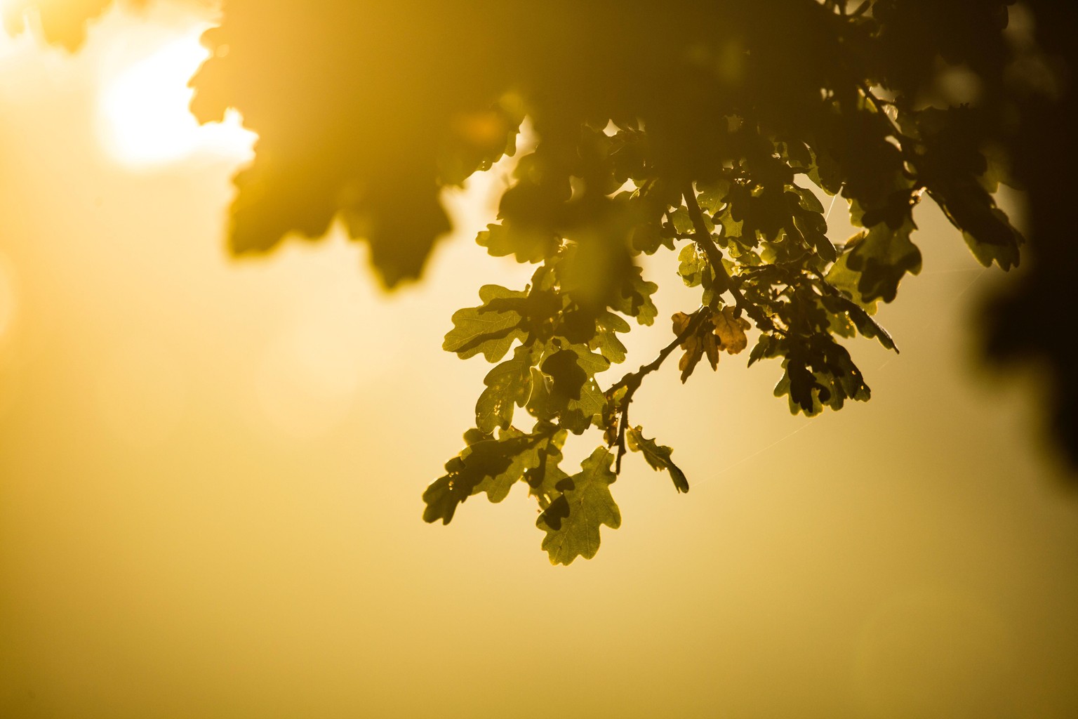 Drys (Oak tree) or Dryias of Mandaleni