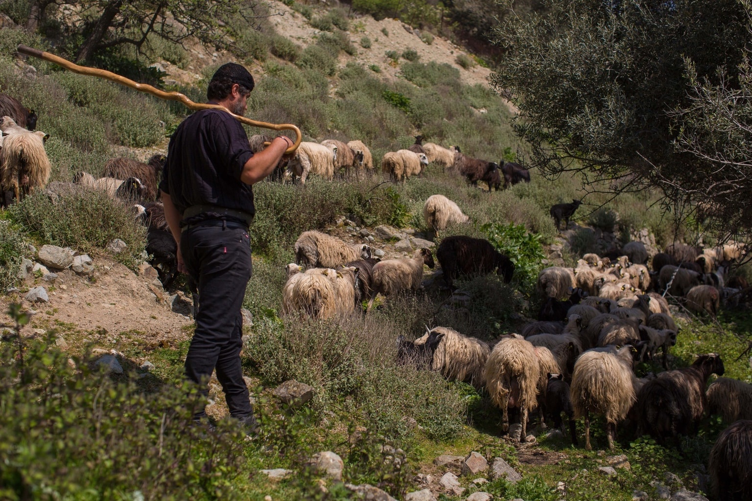 Ασή Γωνιά: Το φυσικό... οχυρό των κτηνοτρόφων