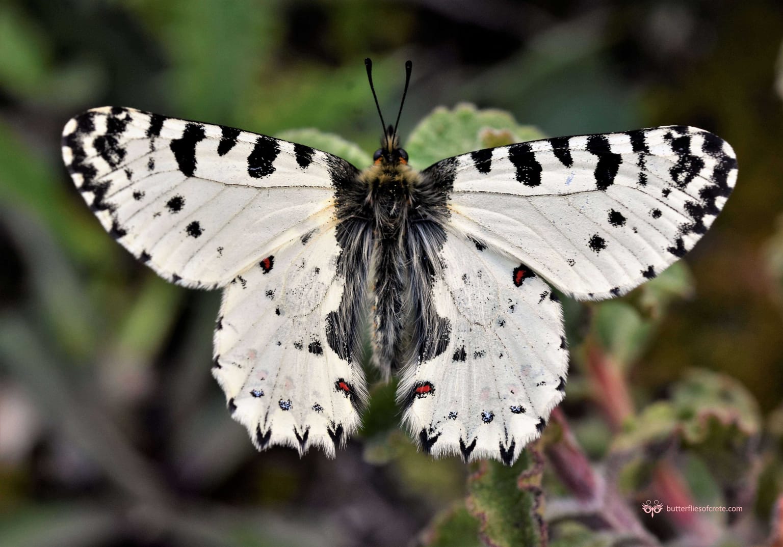 The Cretan endemic butterfly Zerynthia cretica