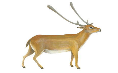 Endemic Pleistocene mammals