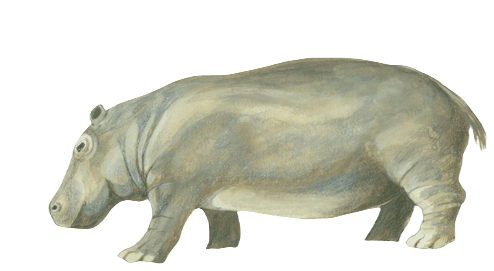 Hippopotamus creutzburgi