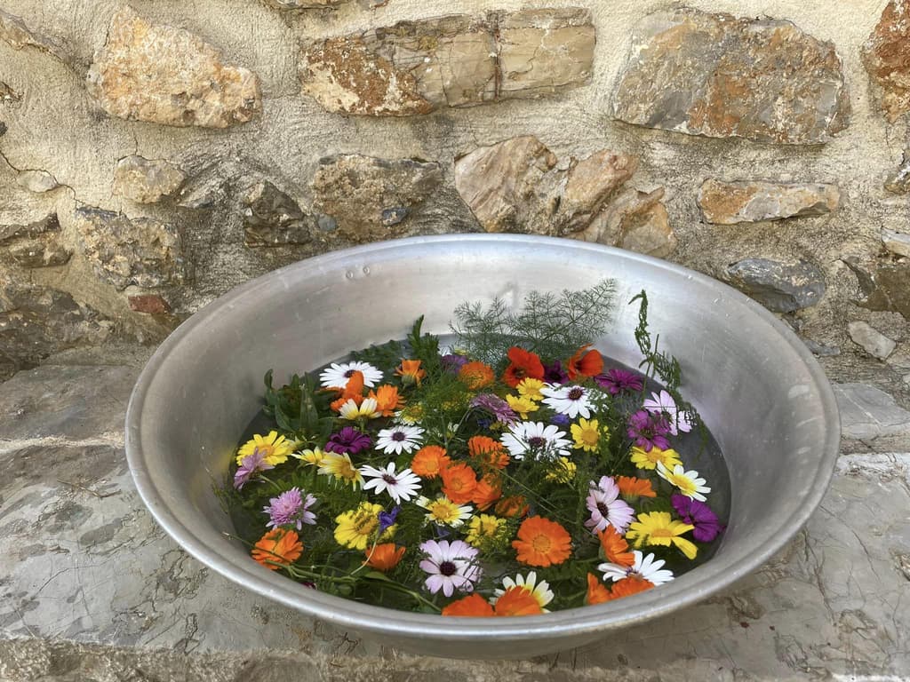 Dyeing Easter Eggs with Madder Root and Flower Blossoms