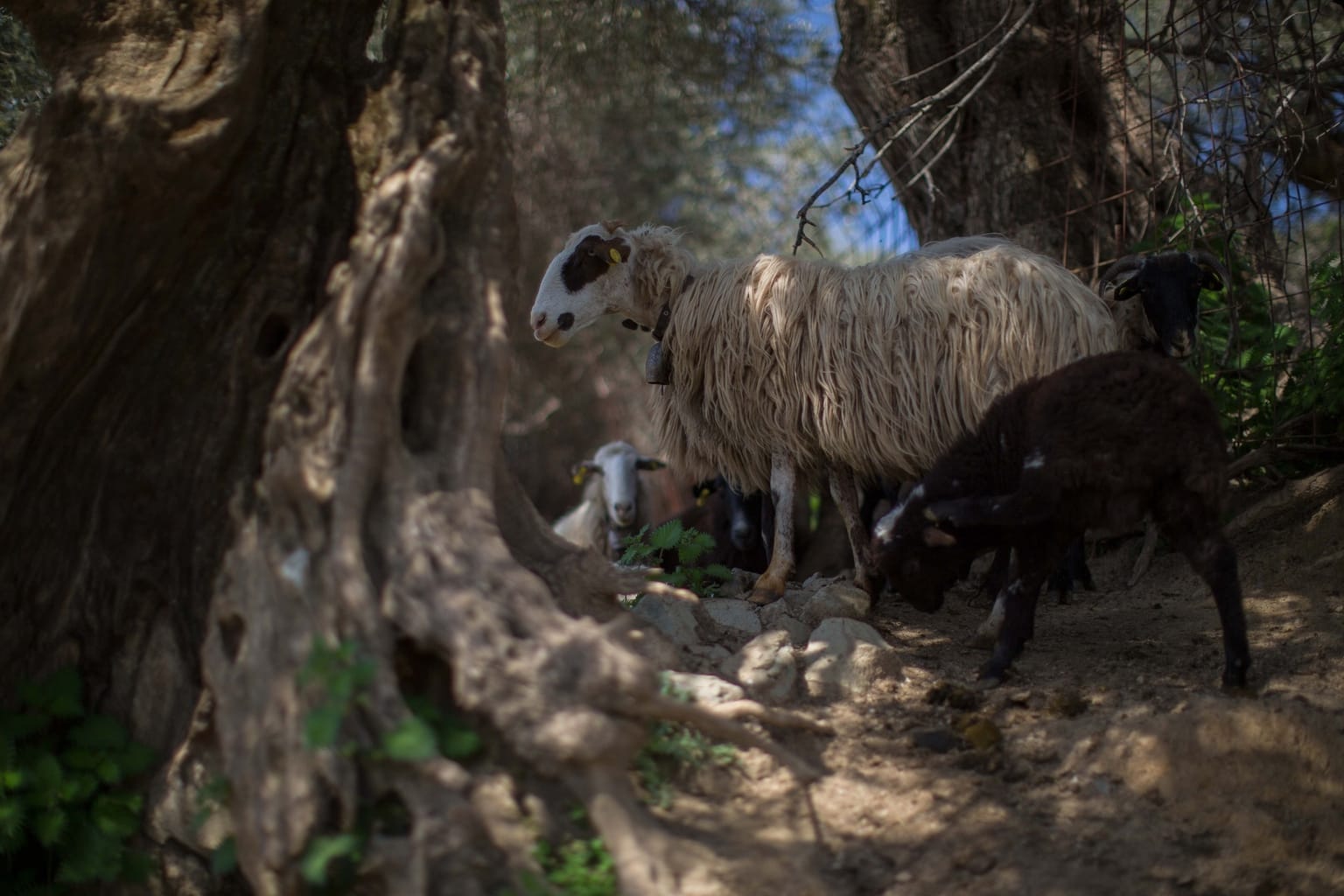 Agia Mylopotamou, a Traditional Settlement